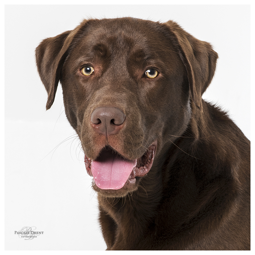 labrador bruin portret studio Pascale Drent Fotografie